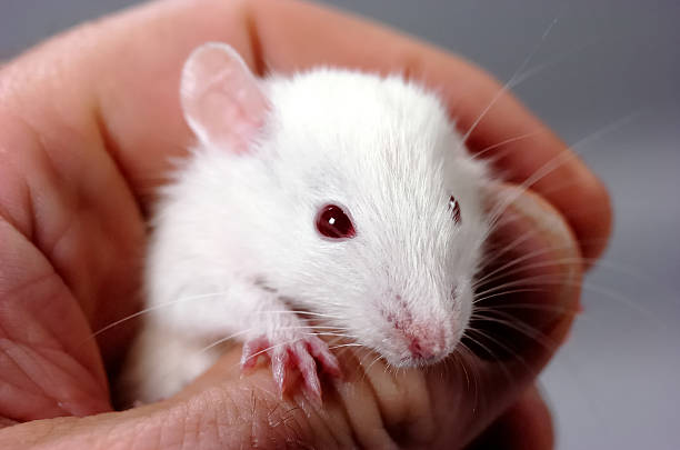 istock Cute baby rat climbing on its owner. Image #4 140269210