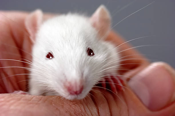 istock Cute baby rat climbing on its owner. Image #5 140269212