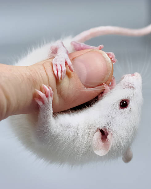 istock Cute baby rat climbing on its owner. Image #6 140269213