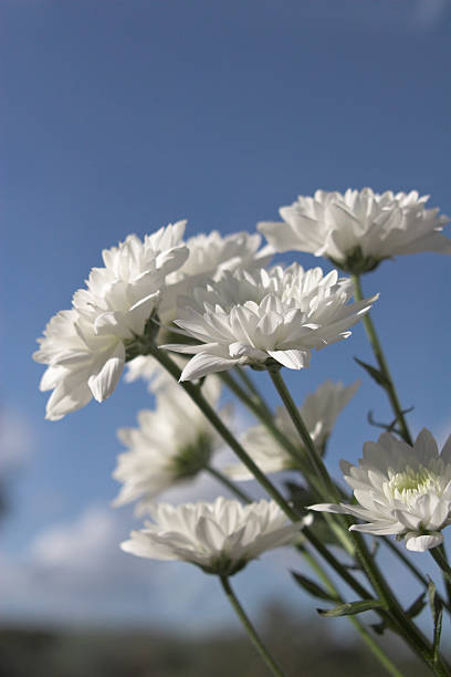 white flowers against a blue sky stock photo