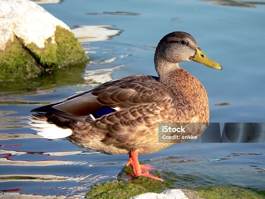 Wildente - Lizenzfrei Blau Stock-Foto