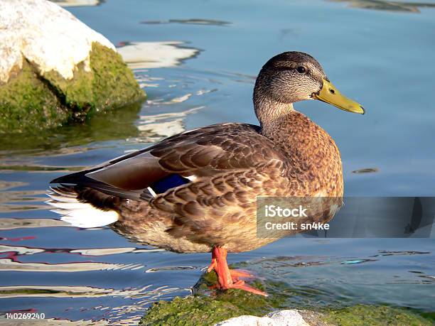 Foto de O Pato Selvagem e mais fotos de stock de Animal selvagem - Animal selvagem, Ave Aquática, Azul