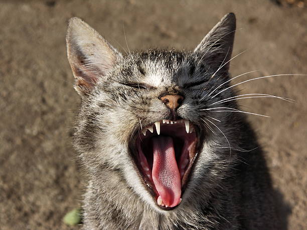 Lazy Cat stock photo