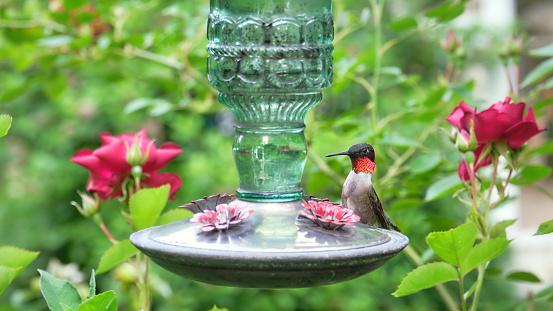 A ruby throated hummingbird drinks at antique glass feeder in a rose garden