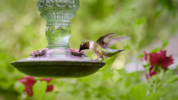 Ruby throated hummingbird at antique glass feeder in rose garden stock photo