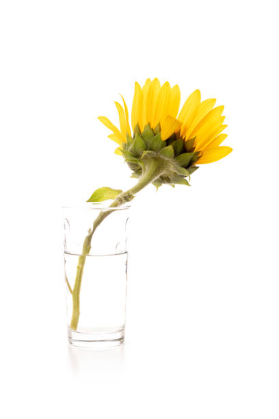 istock One yellow sunflower on white background 1402693335