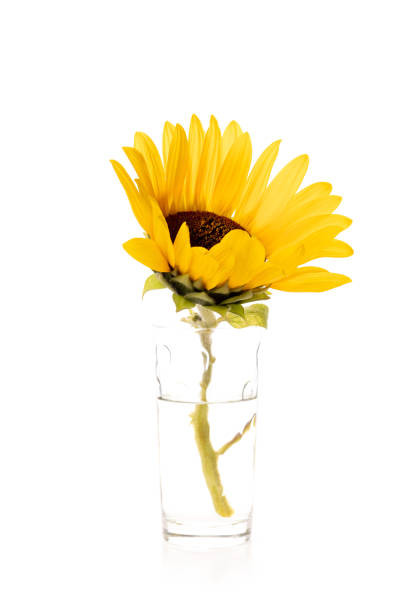 istock One yellow sunflower on white background 1402693360