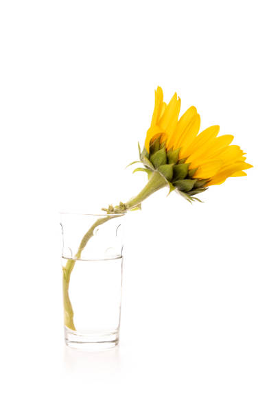 istock One yellow sunflower on white background 1402693366
