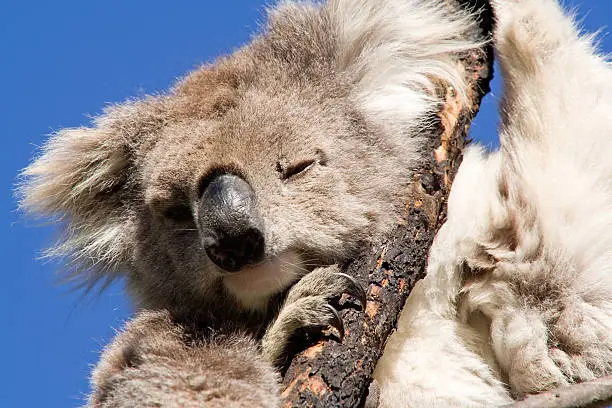 Photo of Koala - portrait