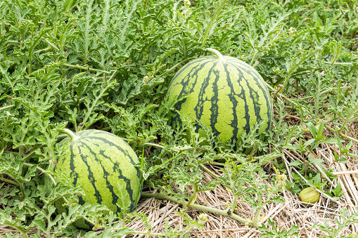 View of watermelons growing in farmland in Yunlin, Taiwan.
