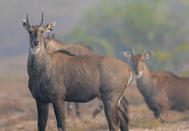 Male Nilgai Animal Stock Photos, Pictures & Royalty-Free Images - iStock Male Nilgai Animal Stock Photos, Pictures & Royalty-Free Images - iStock