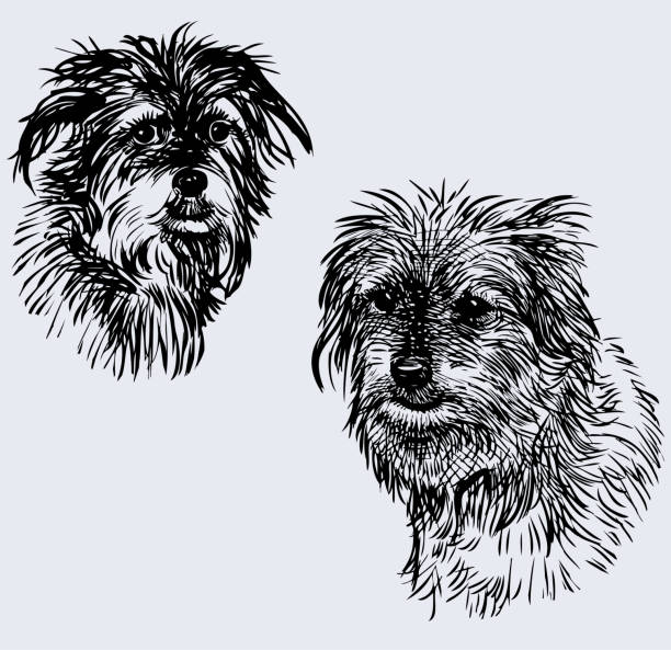 Sketches of heads cute shaggy dogs Sketches of heads cute shaggy dogs mixed breed dog stock illustrations