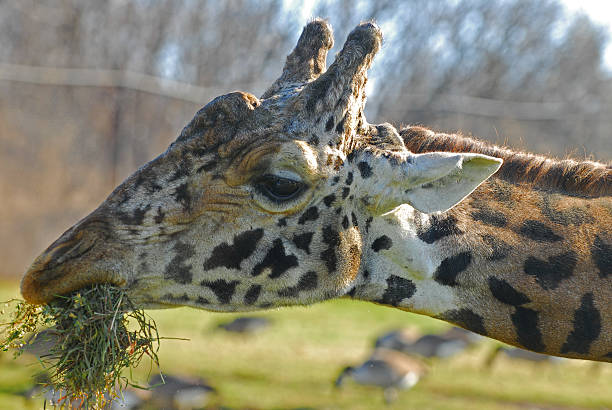 510+ Giraffe Food Chain Stock Photos, Pictures & Royalty Biology Diagrams
