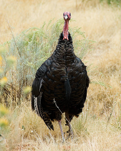 Wild tom turkey stock photo