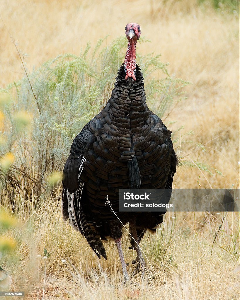 Wild tom Peru - Foto de stock de Asa animal royalty-free