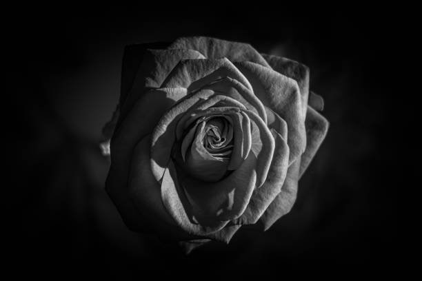 top view of black and white rose
