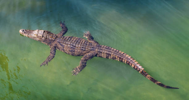 крокодил, плавающий в воде - living organism process horizontal close up underwater стоковые фото и изображения