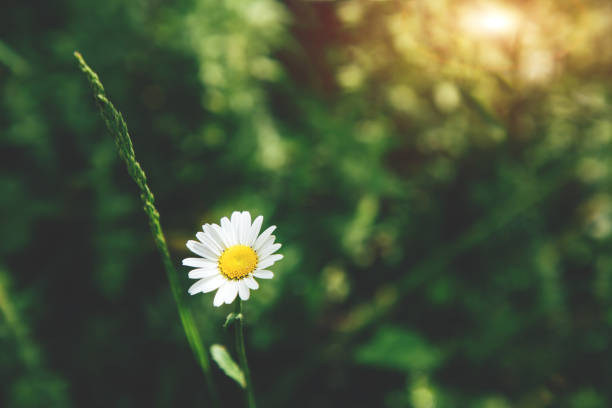istock Natural background. Blurred background with chamomile and green grass 1402695913
