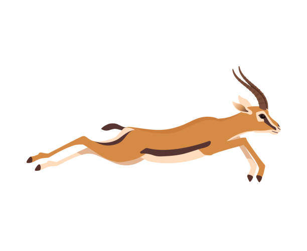 illustrazioni stock, clip art, cartoni animati e icone di tendenza di gazzella selvatica frican che corre - impala