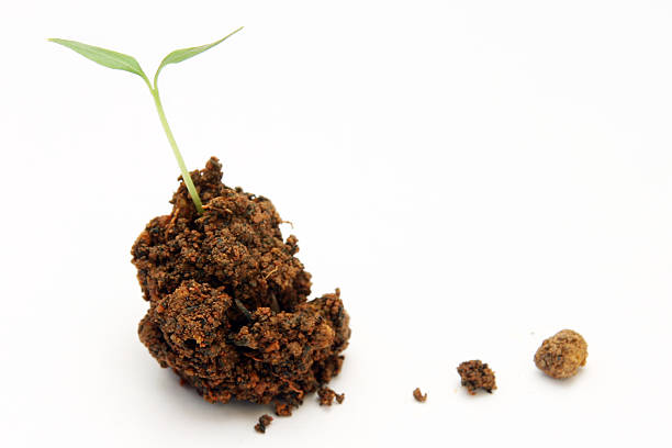 istock Baby plant 140269605