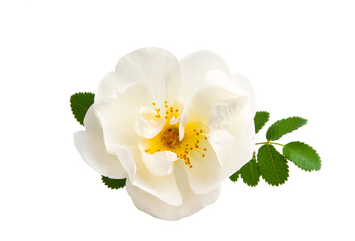 white wild rose isolated on white background