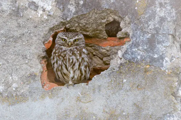 Little owl Athene noctua perching in wall cavity in abandoned house