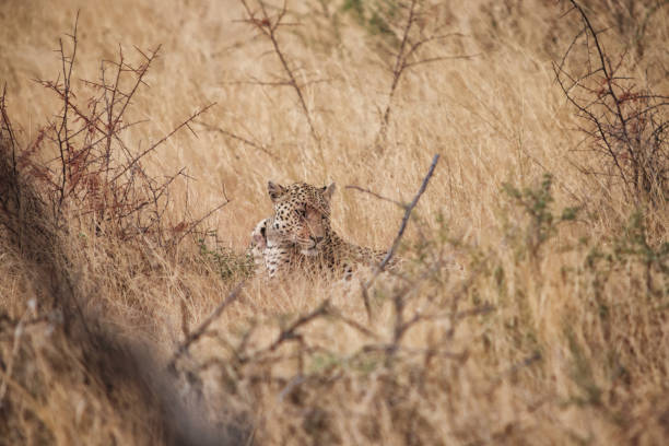 istock Leopard well camouflaged in tall grass, Namibia, Africa 1402697309