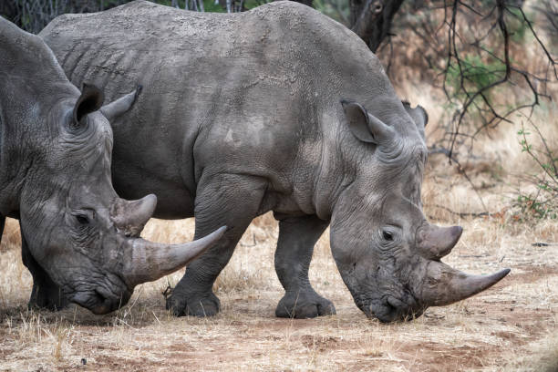 Endangered rhinoceros side view in Namibia, Africa