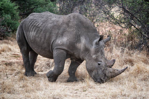 istock Endangered rhinoceros side view in Namibia, Africa 1402697494