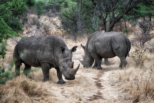 Black rhino with horn cut off at Etosha National Park, Namibia (side view, feeding)