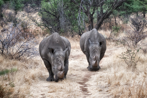 istock Endangered rhinoceros side view in Namibia, Africa 1402697655