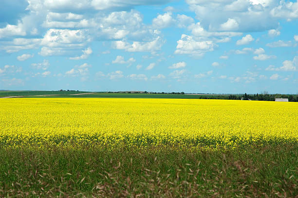 istock Field of Yellow 140269805