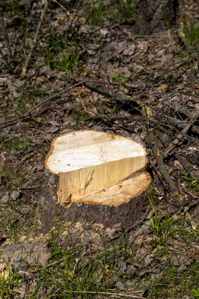 istock stumps and branches left after logging in the forest 1402698910