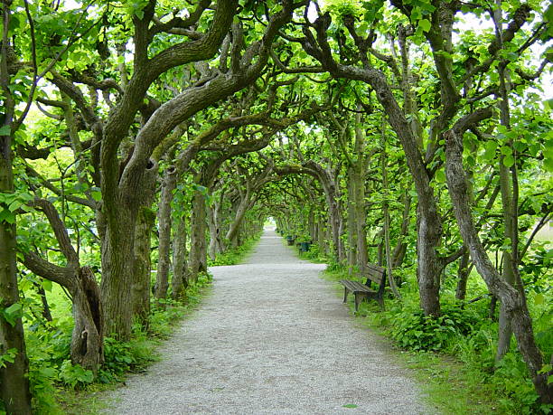 albero piedi a dachau - dachau foto e immagini stock