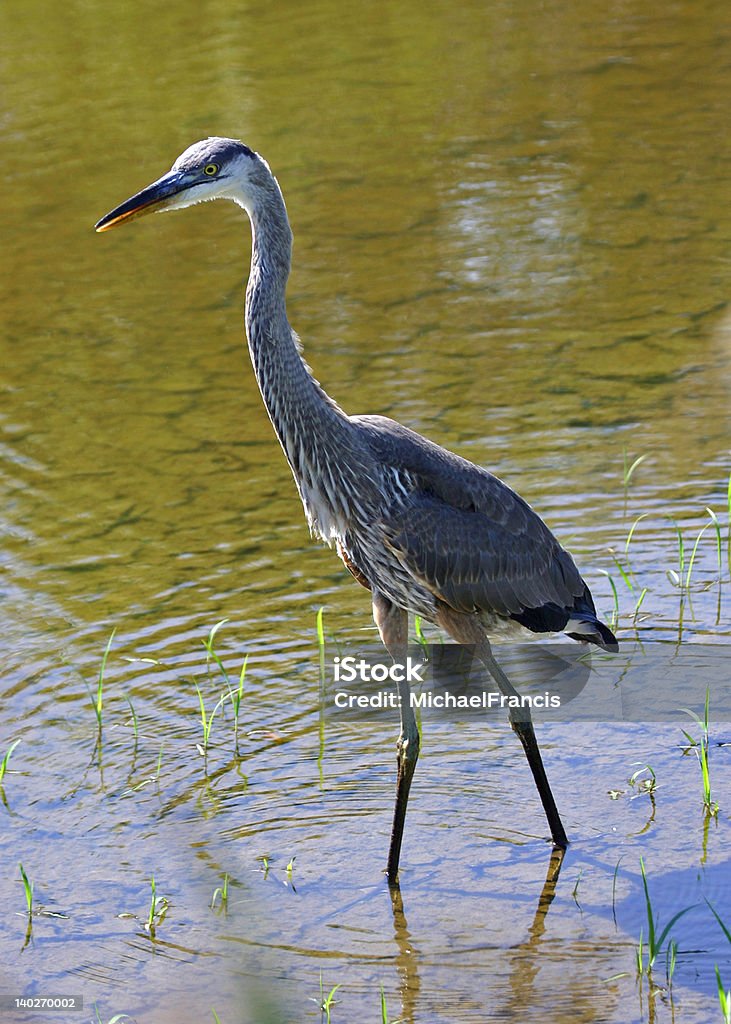 Garça-azul - Royalty-free Animal selvagem Foto de stock