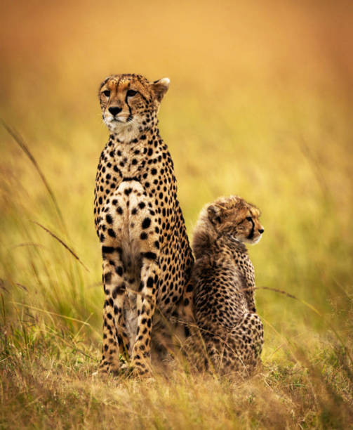 istock Beautiful Nxai Pan,Botswana wildlife  Pictures 1402700111