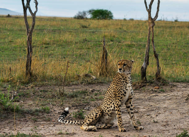 istock Beautiful Nxai Pan,Botswana wildlife  Pictures 1402700351