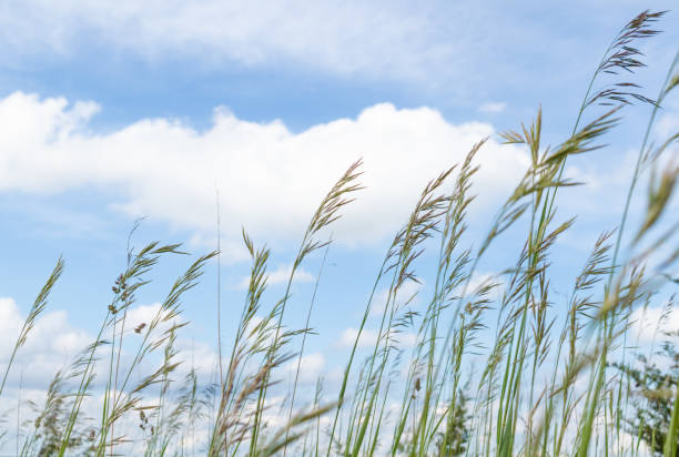 erba alta nel vento - green environmental conservation meadow wind foto e immagini stock