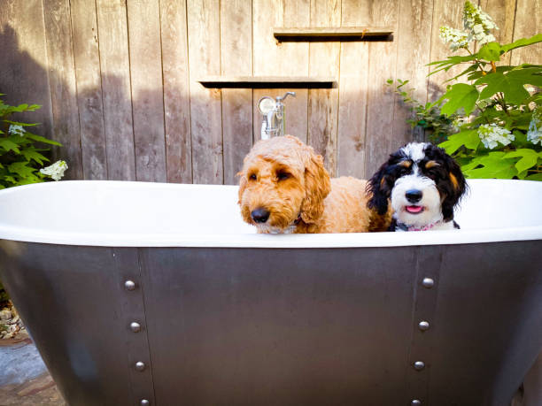 Two puppies in outdoor bathtub