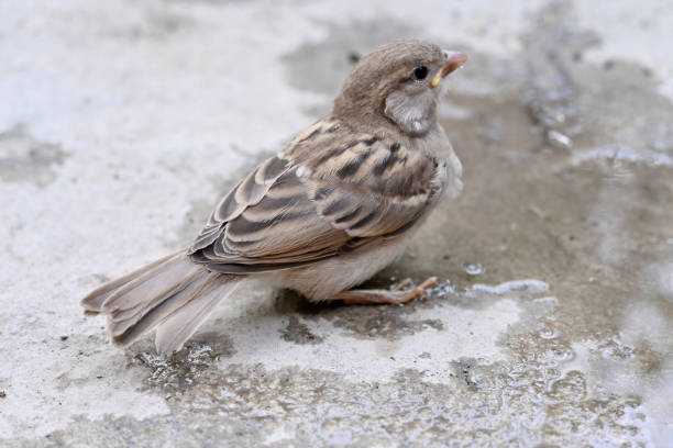 closeup the small brown black sparrow sitting and drinking water soft focus natural grey brown background.