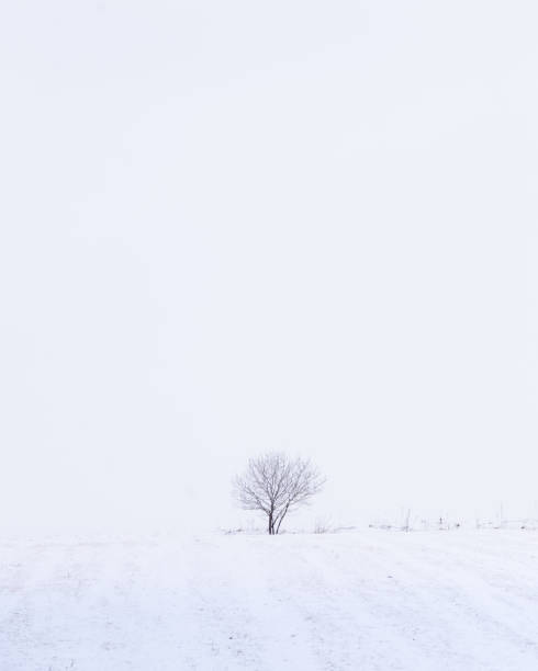 istock Simple winter landscape with Isolated tree on a field during snow storm, vertical, Slovakia, Europe 1402702862