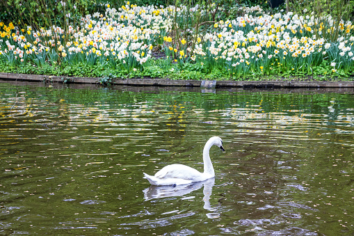 Swan in Holland tulip park Keukenhof, Netherlands