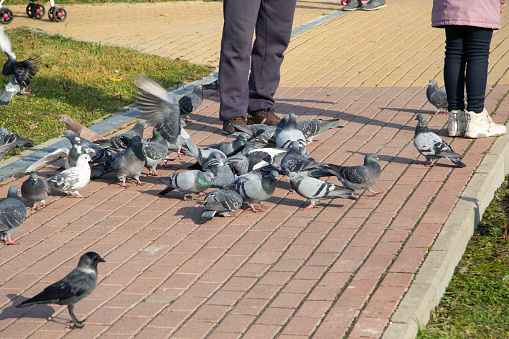 on the path in the park, people feed the pigeons