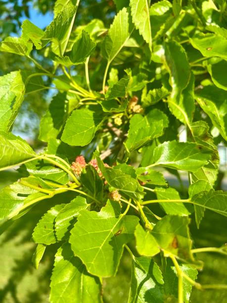 istock Mulberry trees gateway park Staten Island New York 1402703561