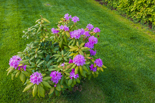 Close up view on blooming rhododendrons in garden on green lawn background. Sweden.