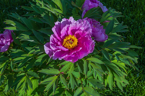 An open pink peony flower with buds arround it at differnt stages of blossoming.