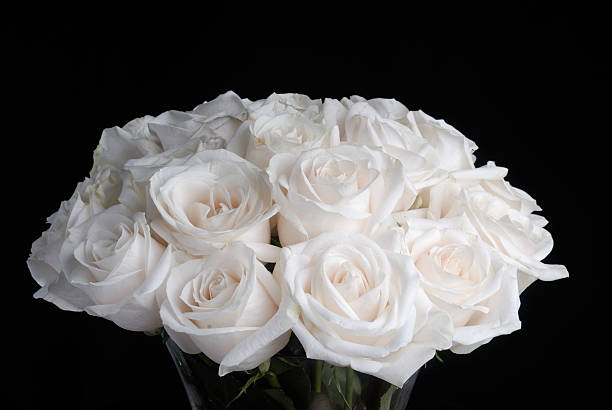 Rosas brancas - fotografia de stock