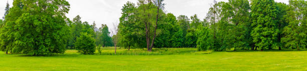 istock green forest on a beautiful sunny day 1402703871
