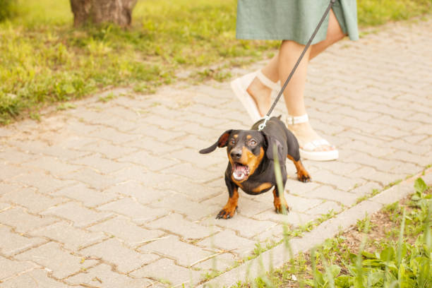 donna cammina con il cane al guinzaglio nel parco . bassotto abbaia vicino ai piedi di una donna - guinzaglio foto e immagini stock