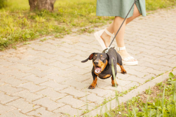 woman walks with the dog on a leash in the park . dachshund are barking near a woman's feet woman walks with the dog on a leash in the park . dachshund are barking near a woman's feet. angry dog barking animal stock pictures, royalty-free photos & images